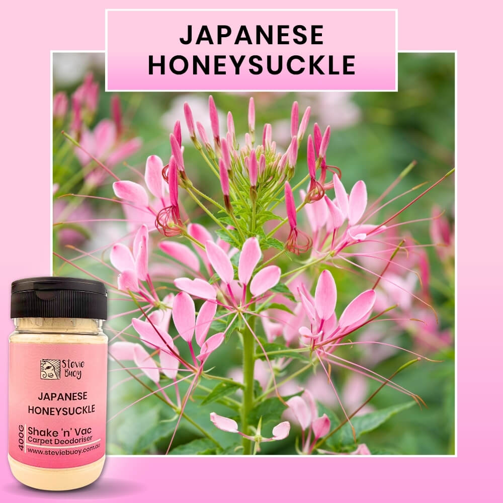 Japanese Honeysuckle Shake 'n' Vac