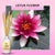 Classic Reed Diffuser - Lotus Flower / 200ml by Stevie Buoy ?? Shop now!!