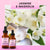 Fragrance Oil for Aroma Diffusers - Jasmine & Magnolia / 15ml by Stevie Buoy ?? Shop now!!